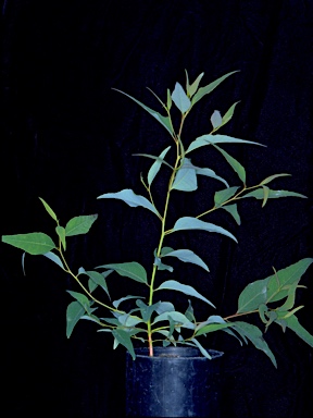 APII jpeg image of Eucalyptus paniculata  © contact APII