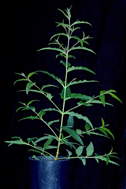 APII jpeg image of Eucalyptus sparsifolia  © contact APII
