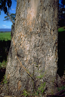APII jpeg image of Eucalyptus globulus subsp. bicostata  © contact APII