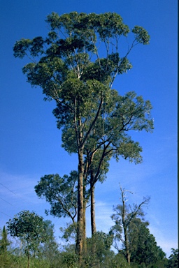 APII jpeg image of Eucalyptus botryoides  © contact APII