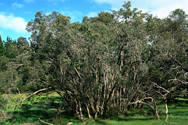 APII jpeg image of Eucalyptus paludicola  © contact APII
