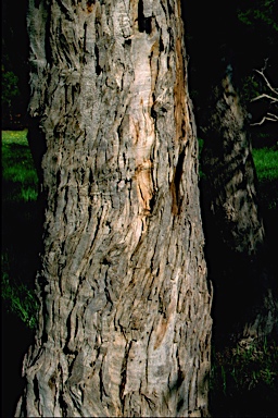 APII jpeg image of Eucalyptus paludicola  © contact APII