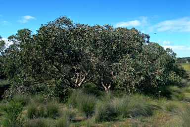 APII jpeg image of Eucalyptus cosmophylla  © contact APII