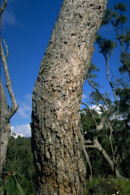 APII jpeg image of Eucalyptus scias subsp. apoda  © contact APII