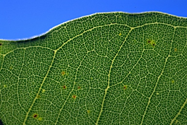 APII jpeg image of Angophora hispida  © contact APII