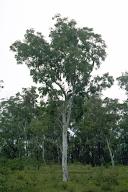 APII jpeg image of Eucalyptus pachycalyx subsp. waajensis  © contact APII