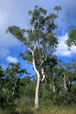 APII jpeg image of Eucalyptus olida  © contact APII