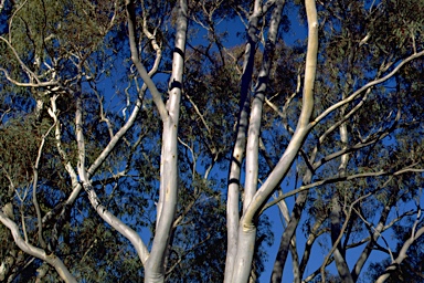 APII jpeg image of Eucalyptus ribbons absent ?  © contact APII