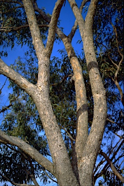 APII jpeg image of Eucalyptus goniocalyx Branch Bark Rough ?  © contact APII