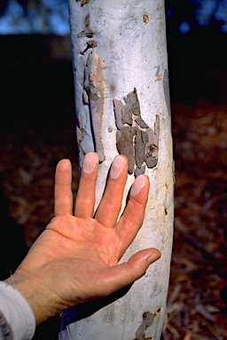 APII jpeg image of Eucalyptus bark powdery ?  © contact APII