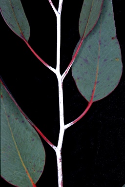 APII jpeg image of Eucalyptus juvenile stems glaucous ?  © contact APII