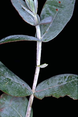 APII jpeg image of Eucalyptus juvenile stems glaucous ?  © contact APII