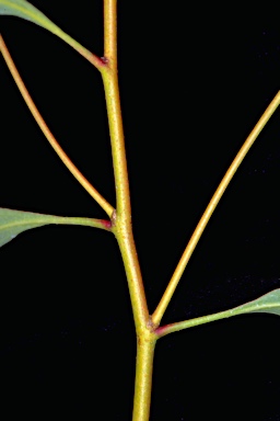 APII jpeg image of Eucalyptus juvenile stems not glaucous ?  © contact APII