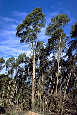 APII jpeg image of Eucalyptus paliformis  © contact APII