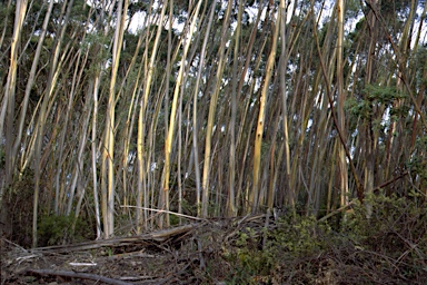 APII jpeg image of Eucalyptus paliformis  © contact APII