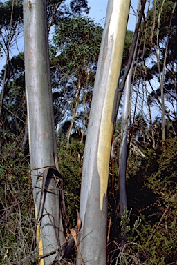 APII jpeg image of Eucalyptus paliformis  © contact APII