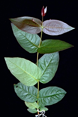 APII jpeg image of Eucalyptus carnea  © contact APII