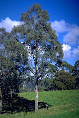 APII jpeg image of Eucalyptus kartzoffiana  © contact APII