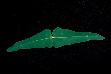 APII jpeg image of Angophora melanoxylon  © contact APII