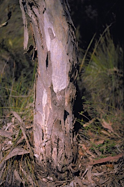 APII jpeg image of Eucalyptus fasciculosa  © contact APII