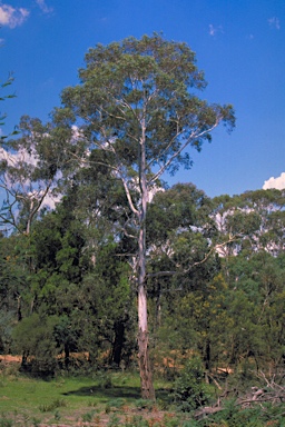 APII jpeg image of Eucalyptus elata  © contact APII