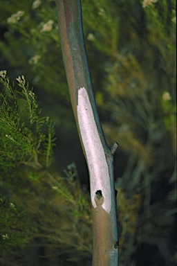 APII jpeg image of Eucalyptus flindersii  © contact APII