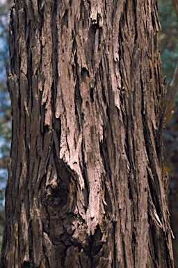 APII jpeg image of Eucalyptus alligatrix subsp. miscella  © contact APII