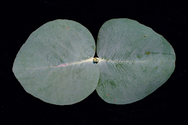 APII jpeg image of Eucalyptus alligatrix subsp. miscella  © contact APII