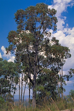 APII jpeg image of Eucalyptus macrorhyncha subsp. cannonii  © contact APII