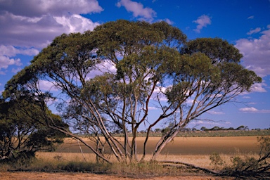 APII jpeg image of Eucalyptus phenax  © contact APII