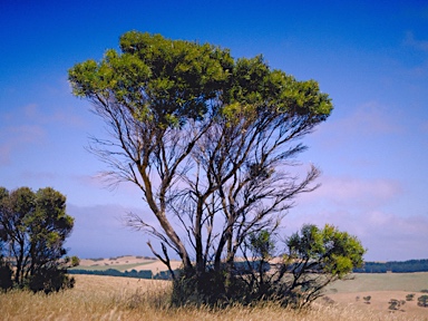 APII jpeg image of Eucalyptus cneorifolia  © contact APII