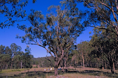 APII jpeg image of Eucalyptus ophitica  © contact APII