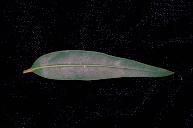 APII jpeg image of Angophora bakeri subsp. bakeri  © contact APII