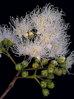 APII jpeg image of Angophora costata subsp. costata  © contact APII