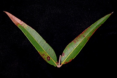 APII jpeg image of Angophora leiocarpa  © contact APII