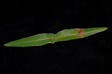 APII jpeg image of Angophora leiocarpa  © contact APII