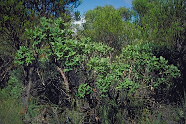 APII jpeg image of Angophora hispida  © contact APII