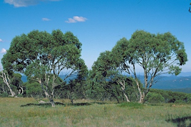 APII jpeg image of Eucalyptus pauciflora subsp. debeuzevillei  © contact APII