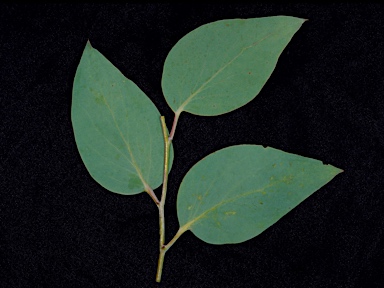 APII jpeg image of Eucalyptus pauciflora subsp. debeuzevillei  © contact APII