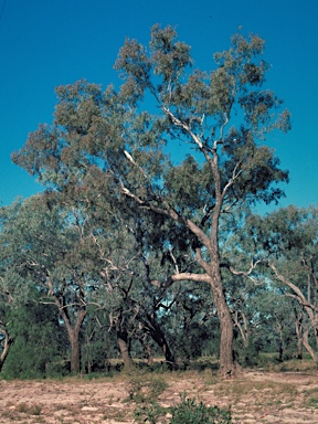 APII jpeg image of Eucalyptus coolabah  © contact APII