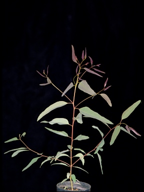 APII jpeg image of Eucalyptus michaeliana  © contact APII