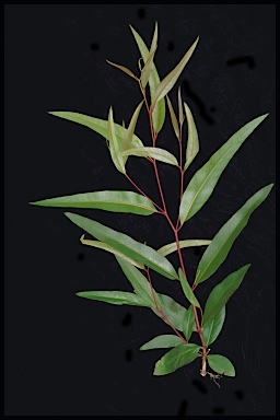 APII jpeg image of Eucalyptus codonocarpa subsp. codonocarpa  © contact APII