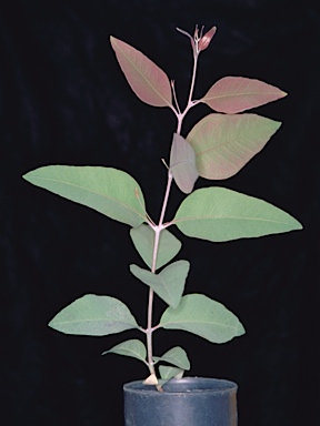 APII jpeg image of Eucalyptus fibrosa subsp. nubila  © contact APII