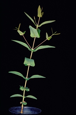 APII jpeg image of Angophora bakeri subsp. crassifolia  © contact APII