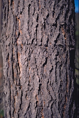APII jpeg image of Eucalyptus sieberi  © contact APII