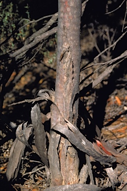 APII jpeg image of Eucalyptus arachnaea subsp. arachnaea  © contact APII