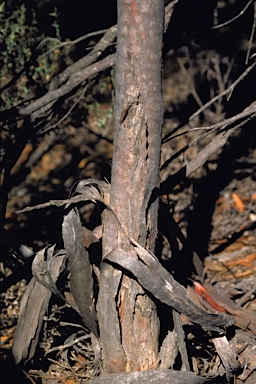 APII jpeg image of Eucalyptus arachnaea subsp. arachnaea  © contact APII