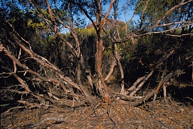 APII jpeg image of Eucalyptus arachnaea subsp. arachnaea  © contact APII