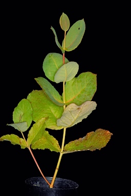 APII jpeg image of Eucalyptus aquilina  © contact APII