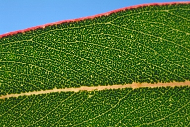 APII jpeg image of Eucalyptus aquilina  © contact APII